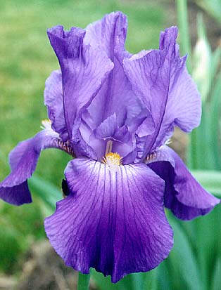 Iris flower